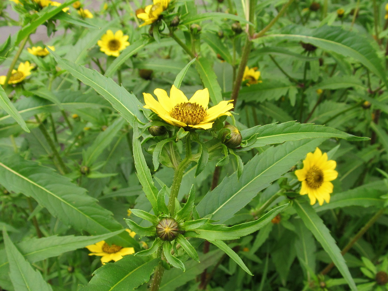 Image of Bidens cernua var. radiata specimen.