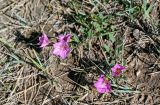 Convolvulus chinensis. Цветущее растение. Хакасия, Ширинский р-н, берег оз. Власьево, сухой склон. 07.06.2022.