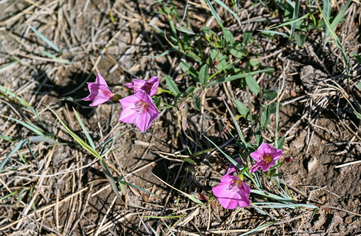 Image of Convolvulus chinensis specimen.