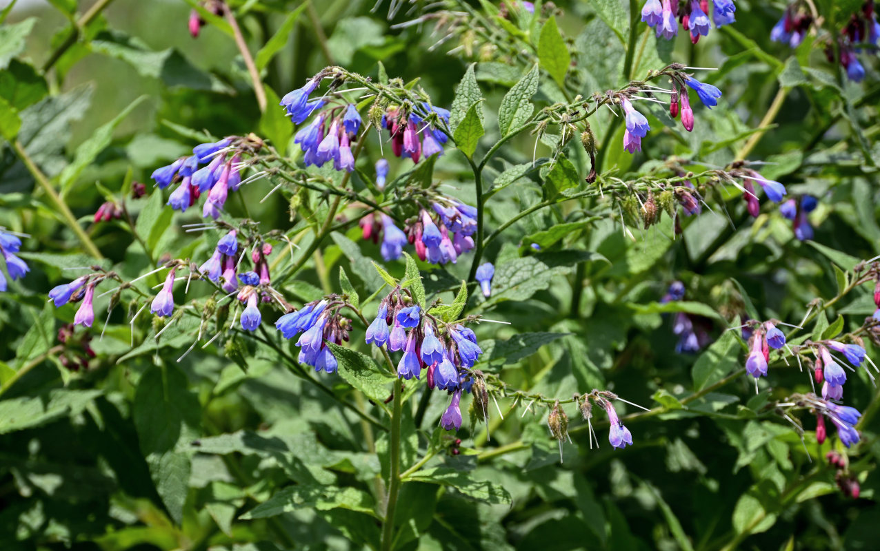 Изображение особи Symphytum asperum.