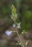 Veronica vindobonensis