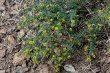 Medicago falcata