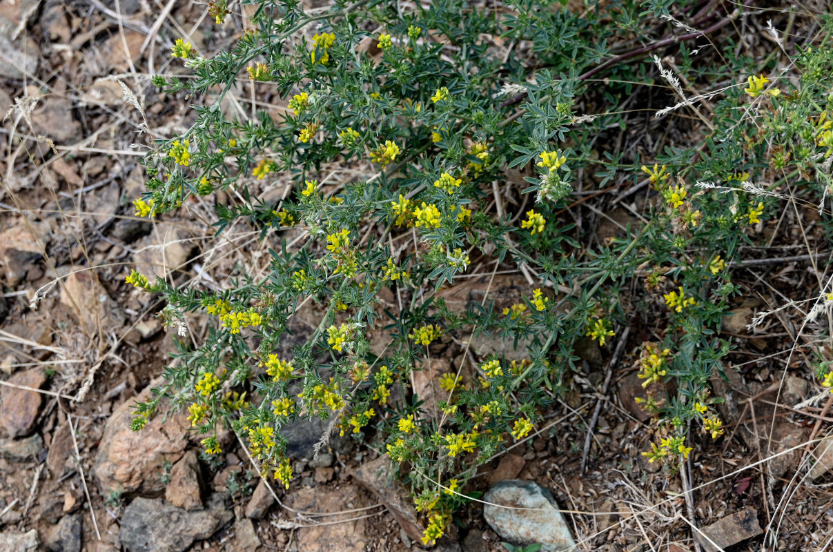 Изображение особи Medicago falcata.