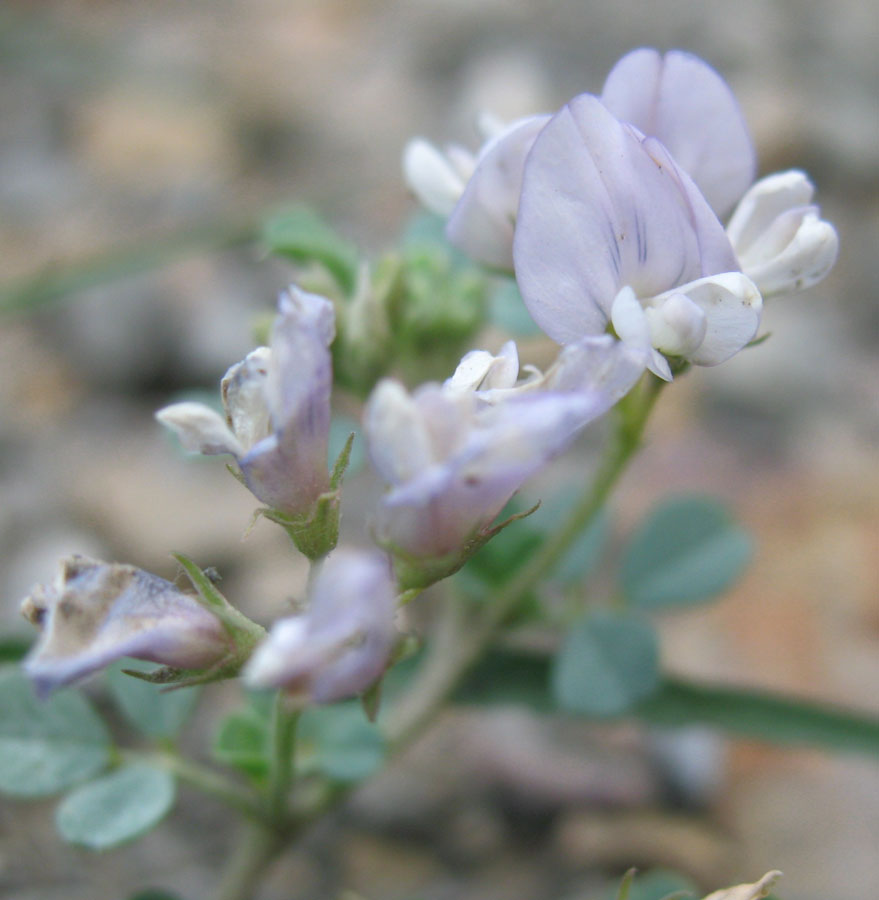 Изображение особи Medicago daghestanica.