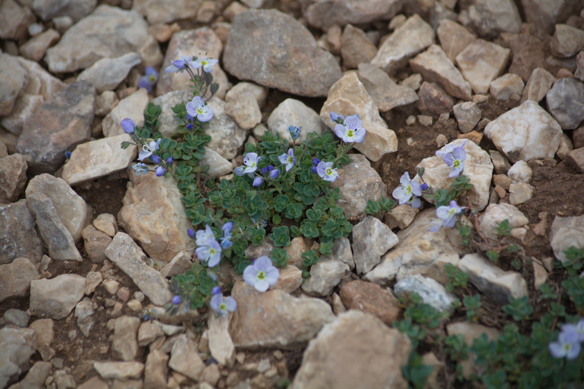 Image of Veronica glareosa specimen.