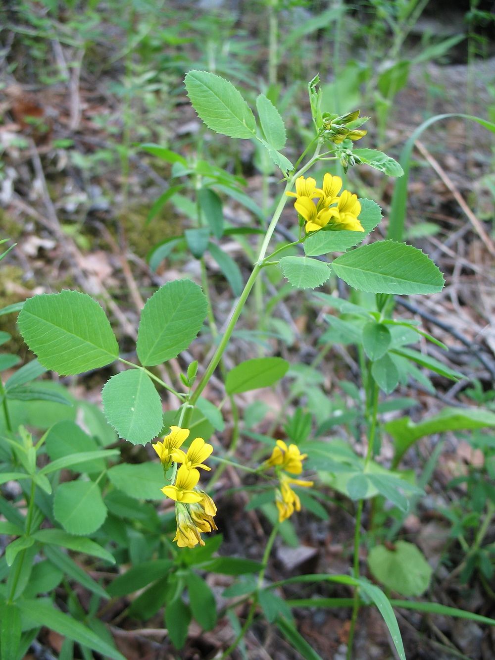 Изображение особи Melilotoides platycarpos.