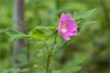 Rosa cinnamomea