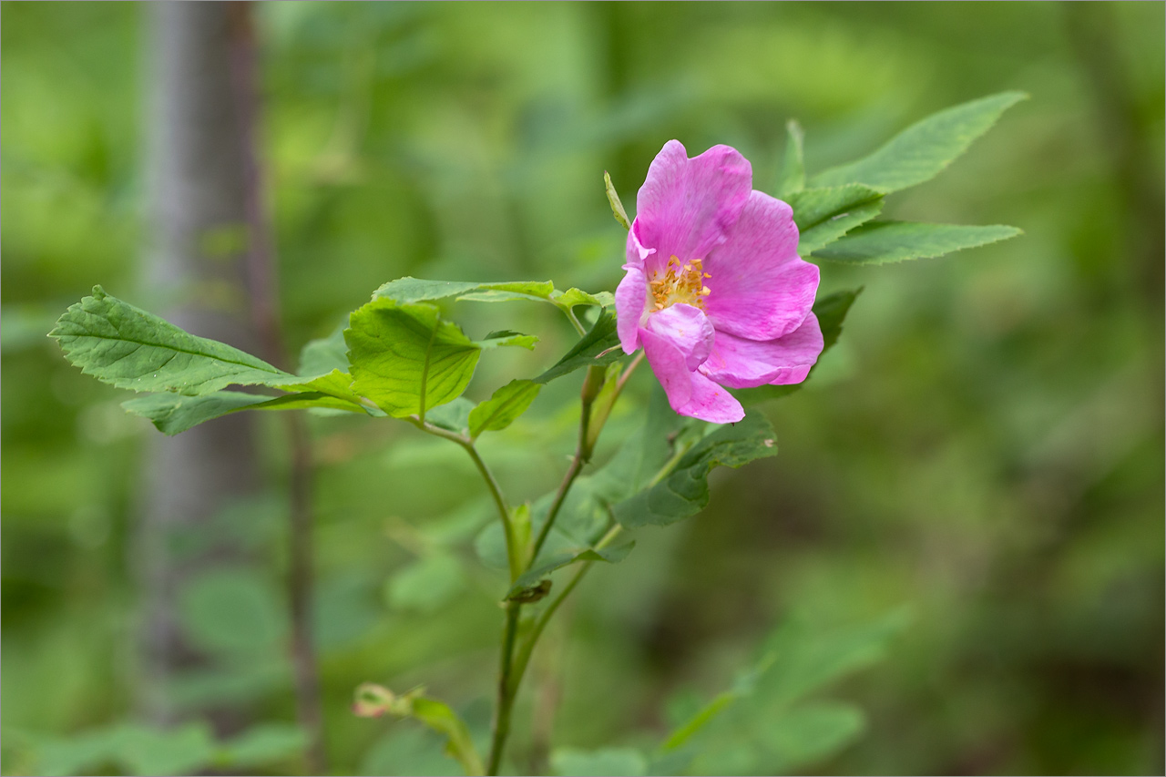 Image of Rosa cinnamomea specimen.