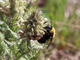 Pedicularis olgae