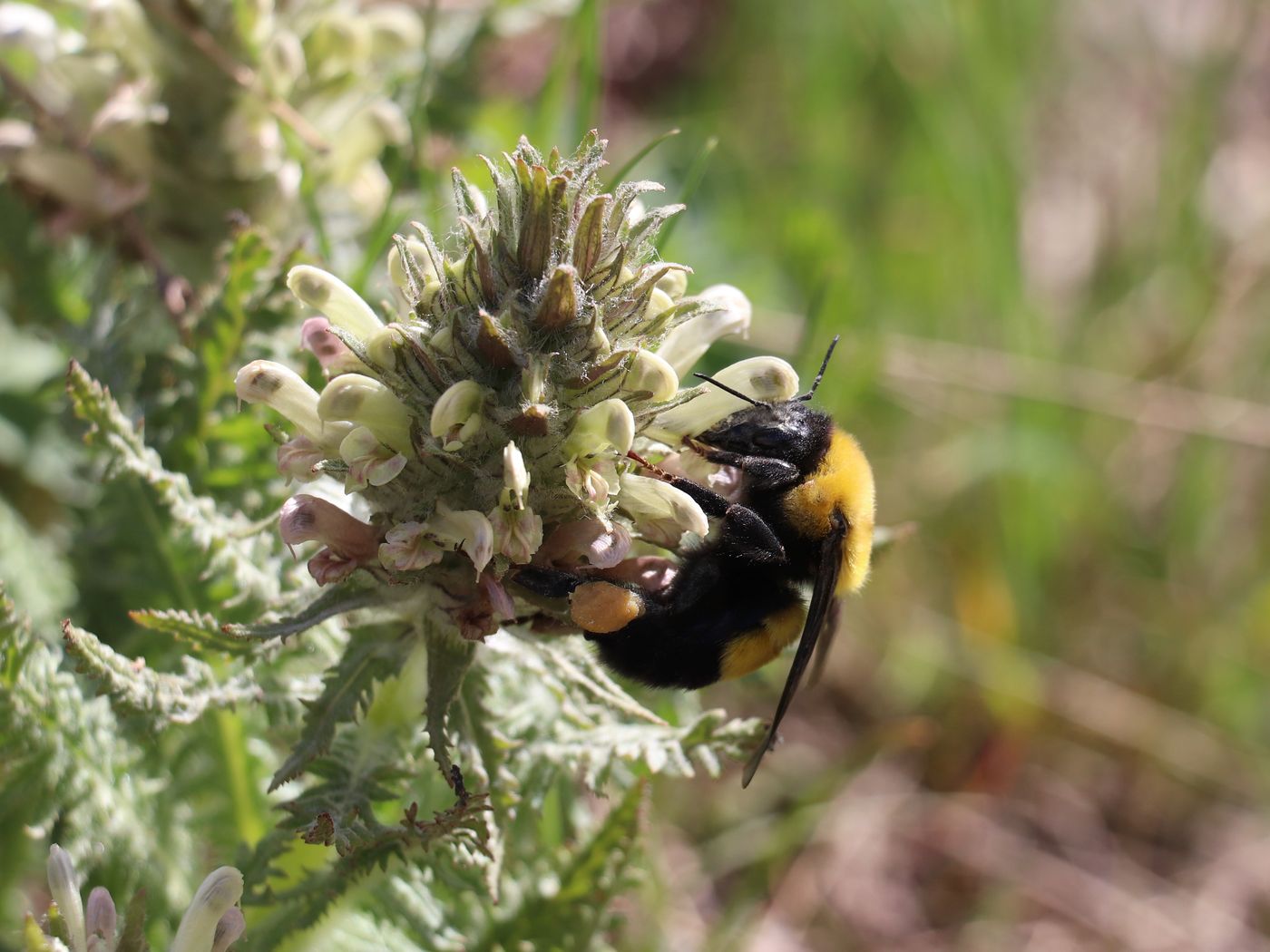 Изображение особи Pedicularis olgae.