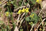 Draba sibirica