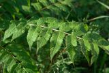 Sorbaria sorbifolia