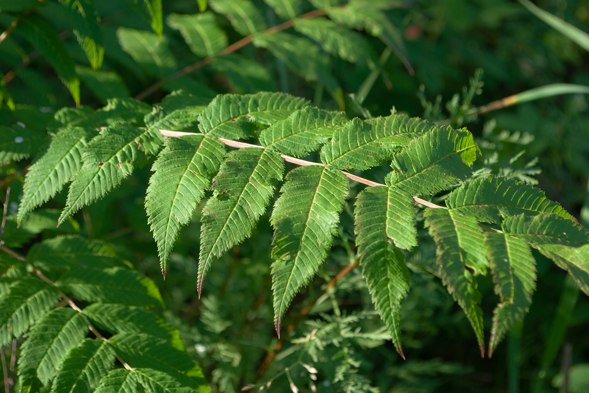 Изображение особи Sorbaria sorbifolia.