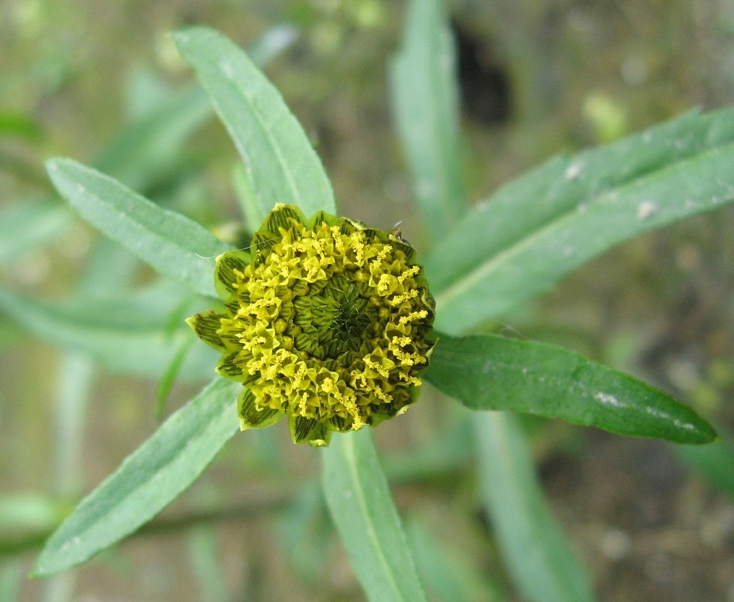 Image of Bidens cernua specimen.