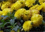 Chrysanthemum indicum