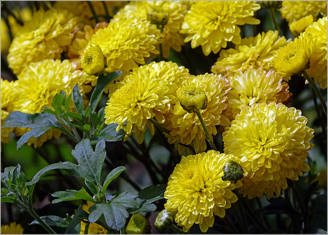 Image of Chrysanthemum indicum specimen.