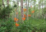 Lilium debile