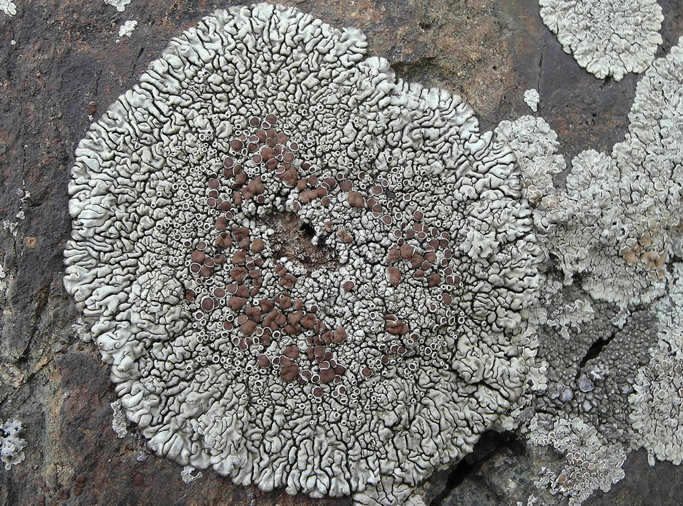 Image of Lecanora garovaglii specimen.