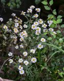 Pyrethrum parthenifolium