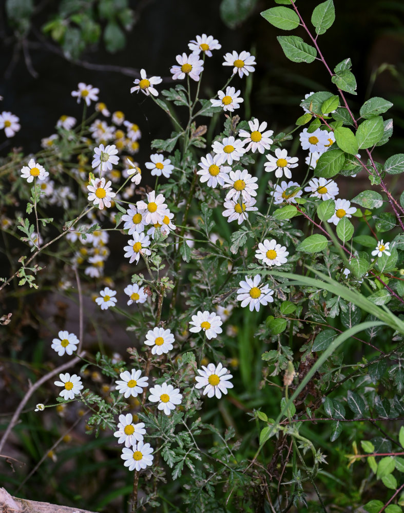 Image of Pyrethrum parthenifolium specimen.
