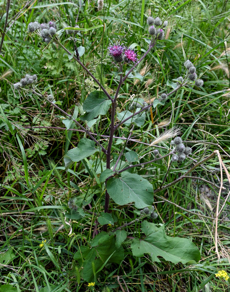 Изображение особи род Arctium.