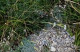 Dianthus awaricus