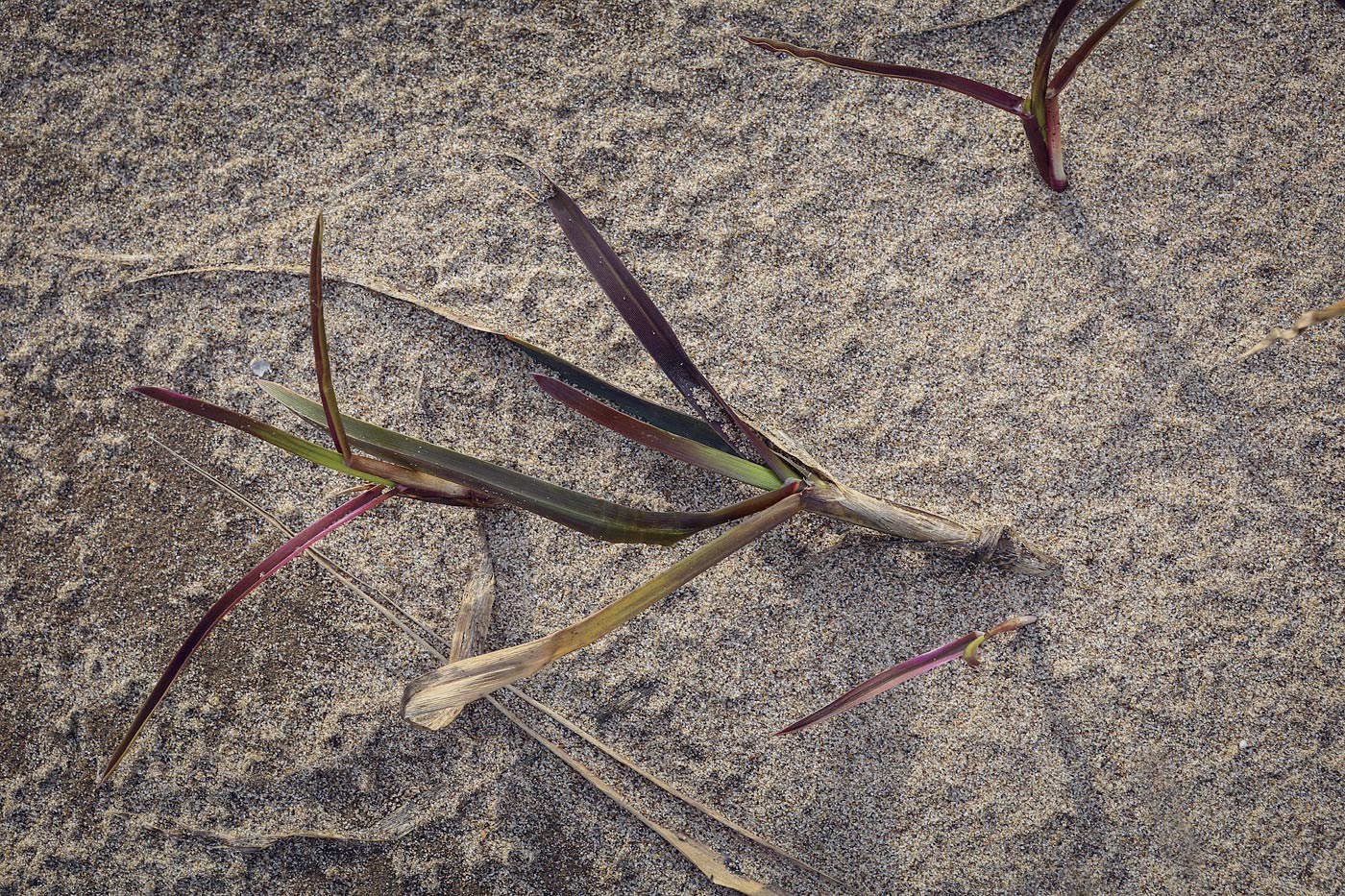 Image of Glyceria maxima specimen.