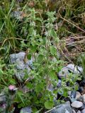 Marrubium catariifolium