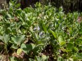 Veronica officinalis