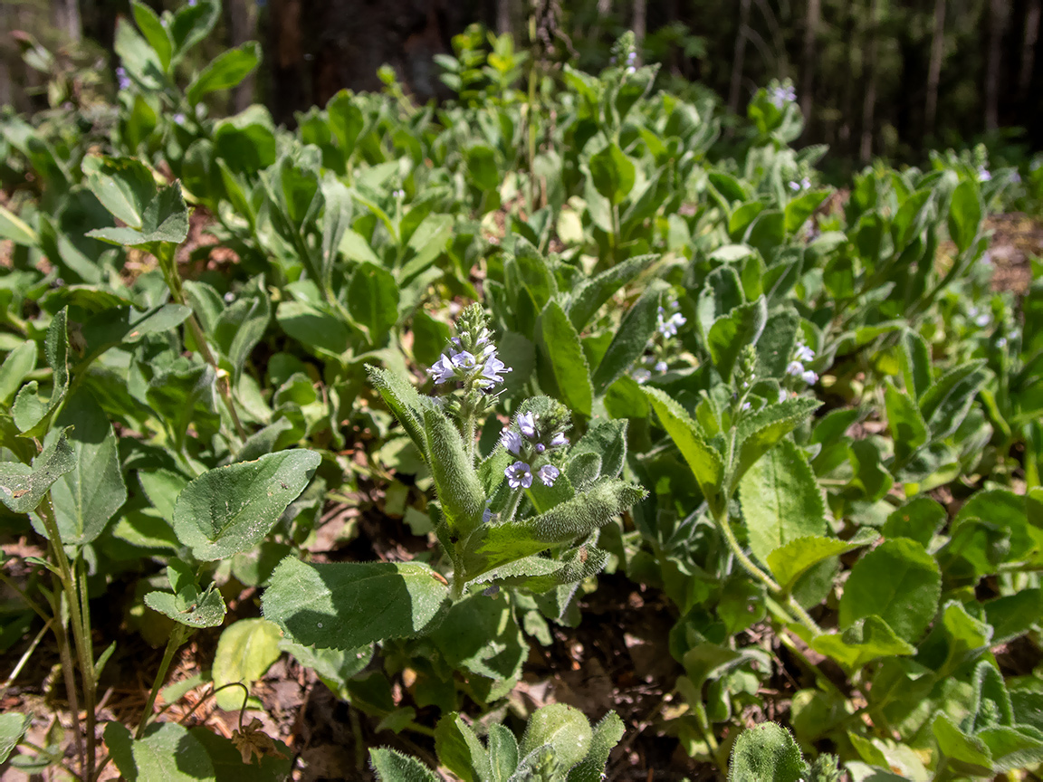 Image of Veronica officinalis specimen.