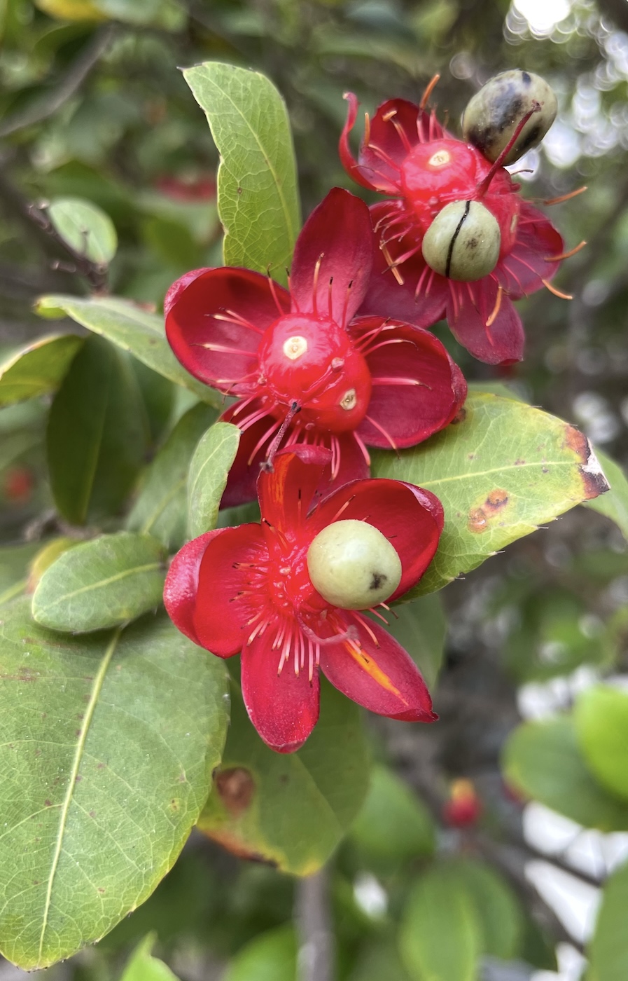 Image of Ochna serrulata specimen.