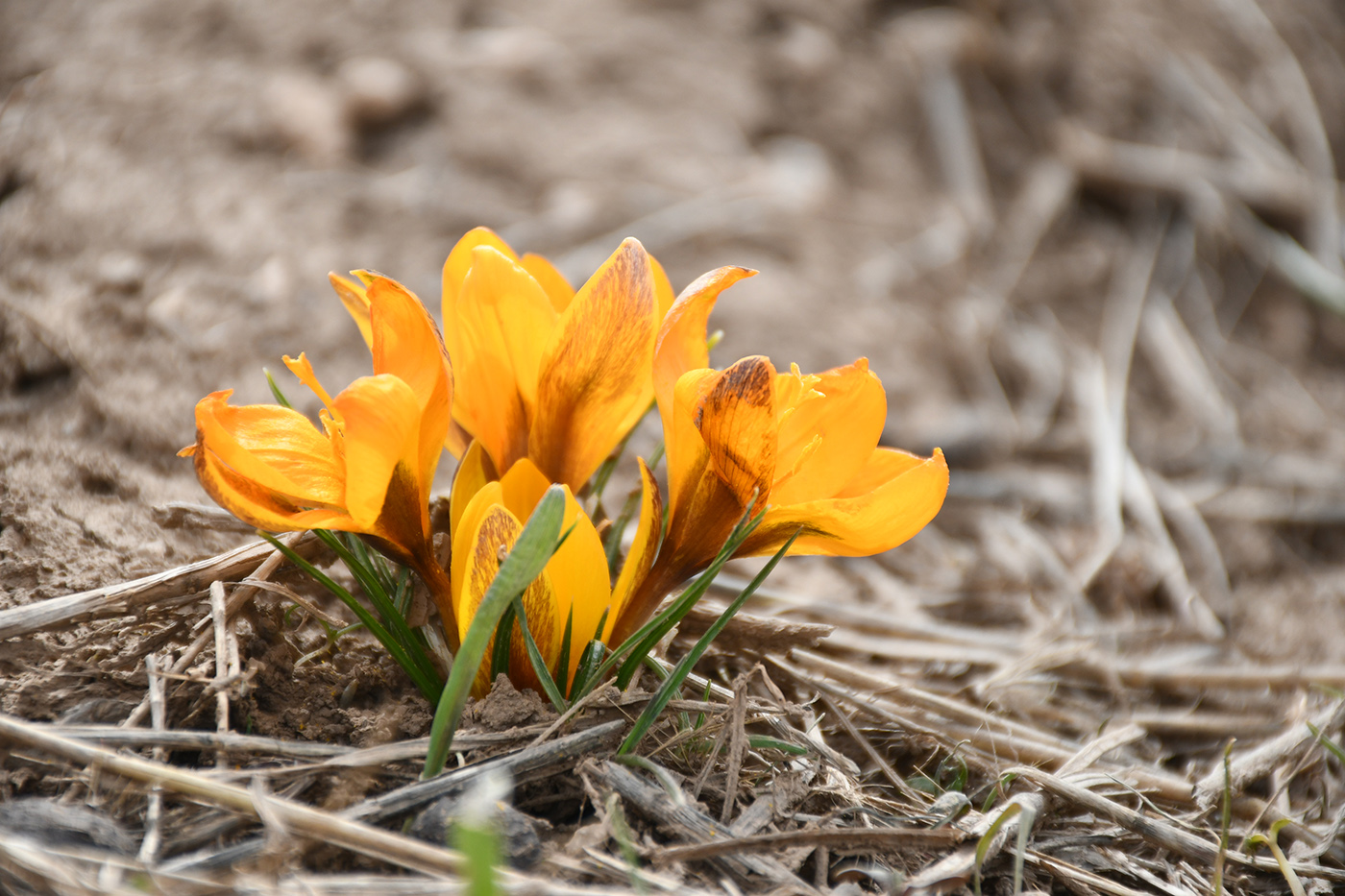 Image of Crocus korolkowii specimen.