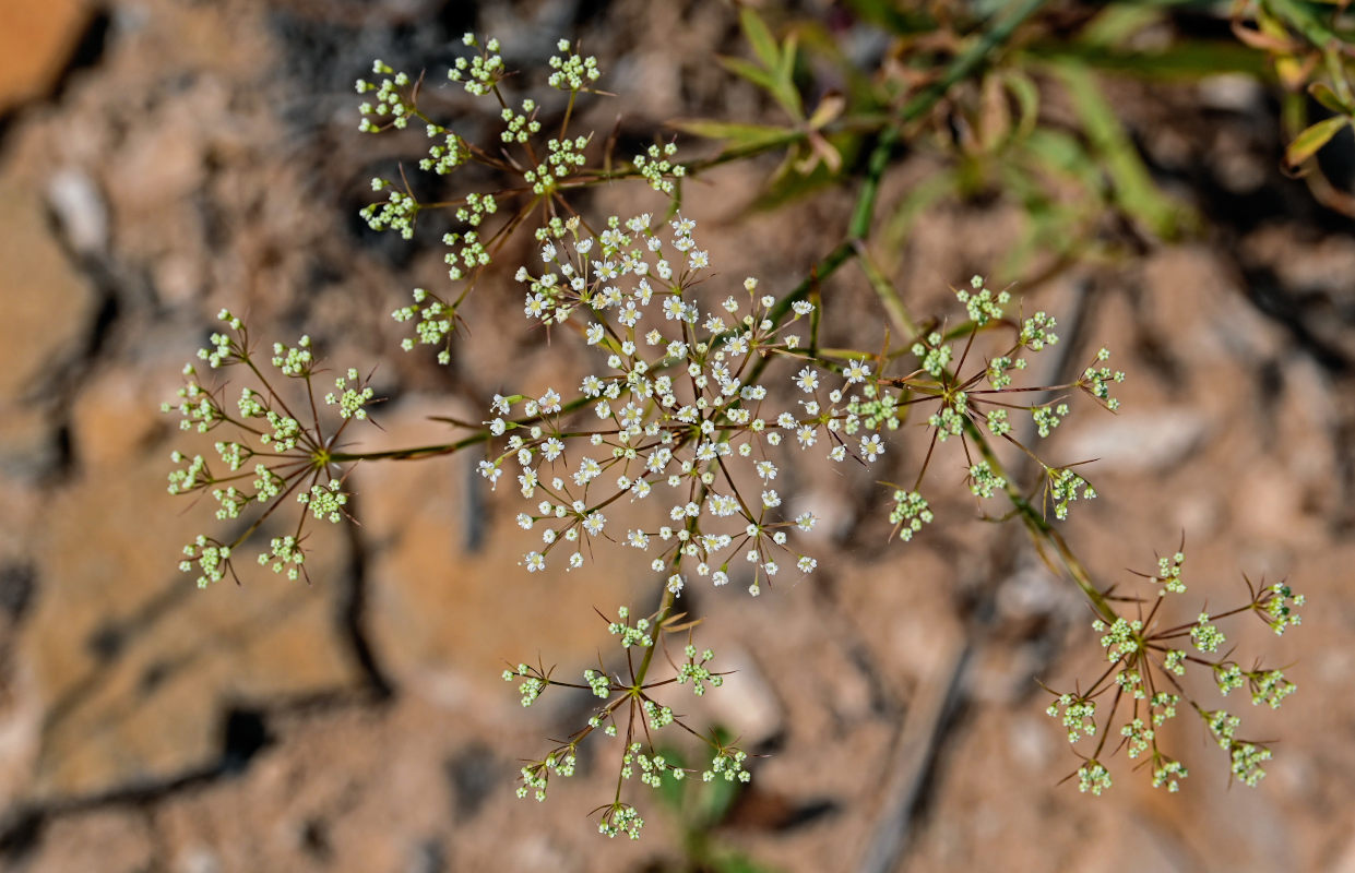 Изображение особи Falcaria vulgaris.