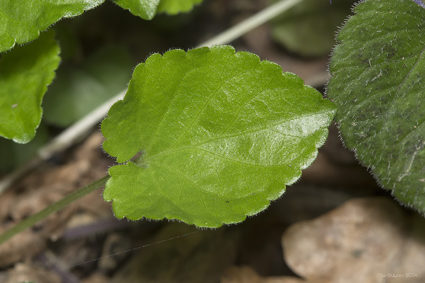 Изображение особи Viola dehnhardtii.