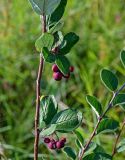 Cotoneaster melanocarpus
