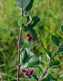 Cotoneaster melanocarpus. Часть ветви с соплодиями. Оренбургская обл., Саракташский р-н, хр. Карамурунтау, луговой склон. 07.07.2023.