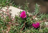 Portulaca grandiflora. Верхушки побегов с цветками. Египет, мухафаза Асуан, о-в Агилика, в культуре. 03.05.2023.