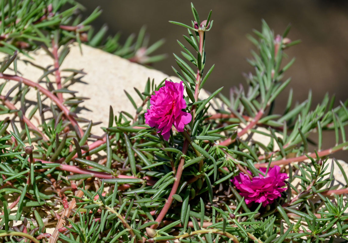 Image of Portulaca grandiflora specimen.