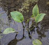 Alisma plantago-aquatica. Вегетирующее растение. Абхазия, Гагрский р-н, с. Лдзаа, водоотводная канава. 13.04.2024.