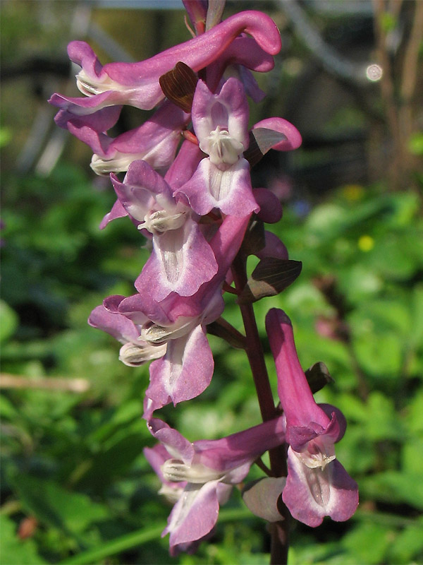 Image of Corydalis cava specimen.