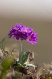 Primula algida