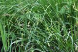 Carex nikolskensis