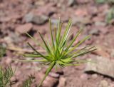 Scandix stellata