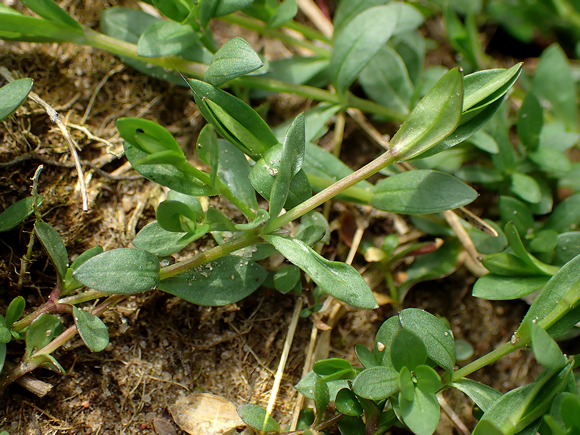 Изображение особи семейство Caryophyllaceae.
