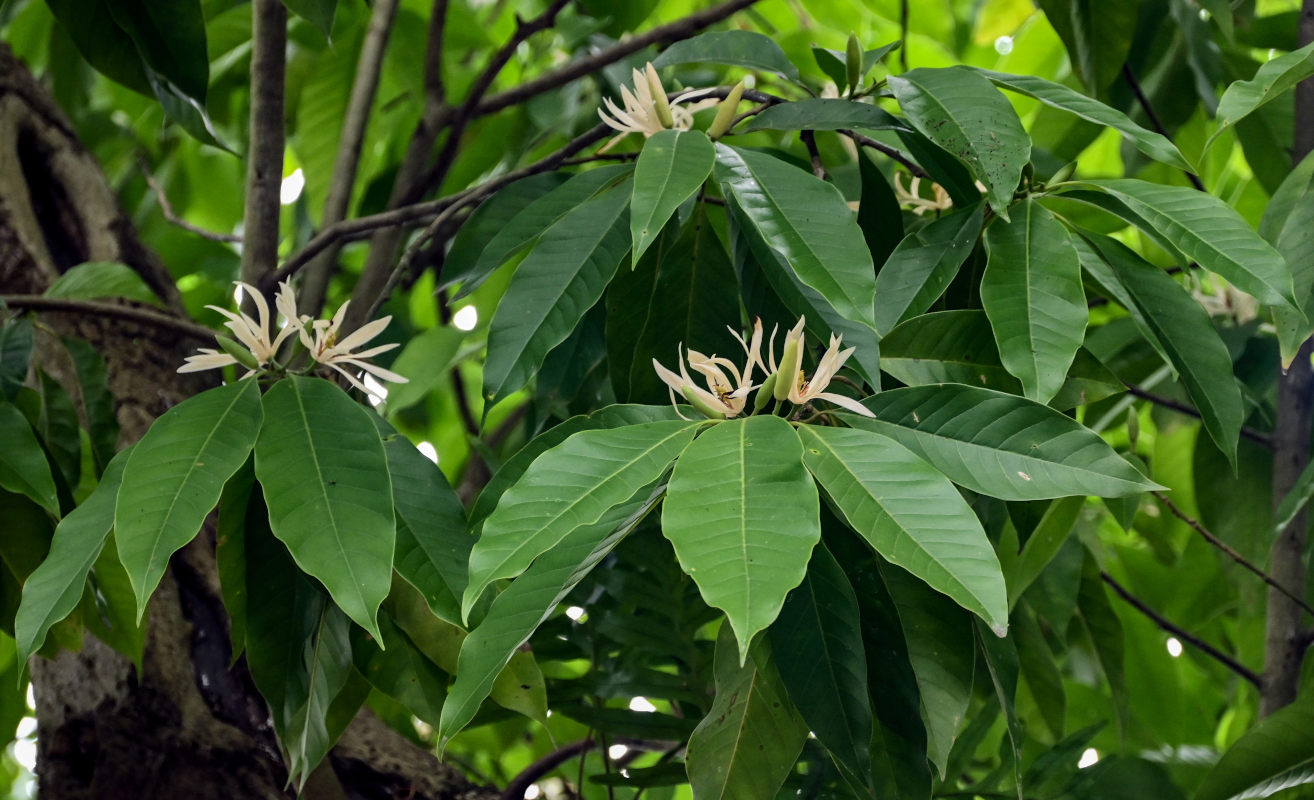 Image of Magnolia × alba specimen.