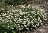 Anthemis ruthenica