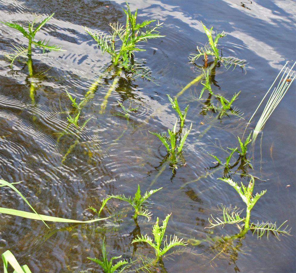 Image of Rorippa amphibia specimen.