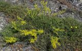 Galium verum