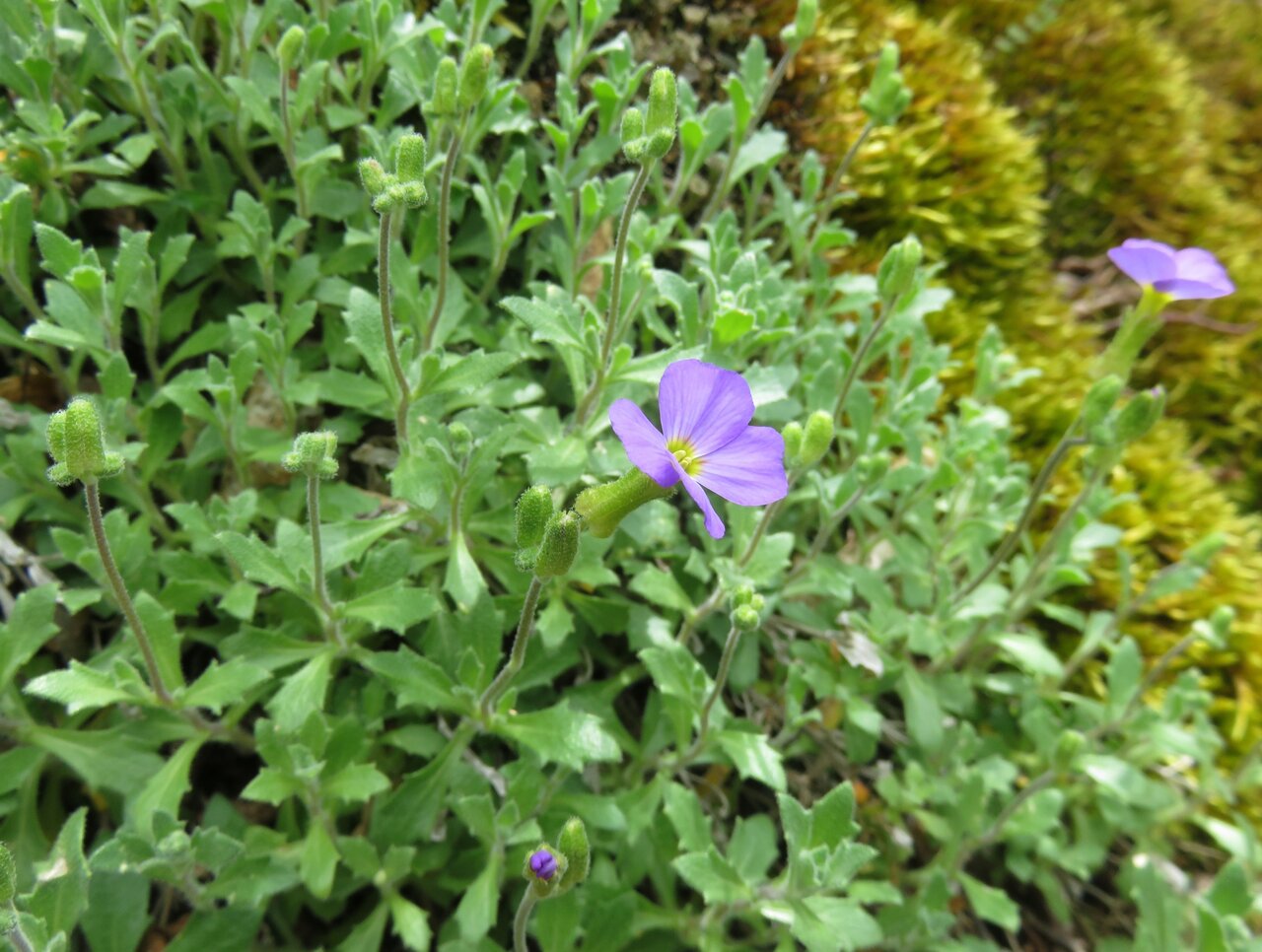 Изображение особи Aubrieta columnae ssp. pirinica.