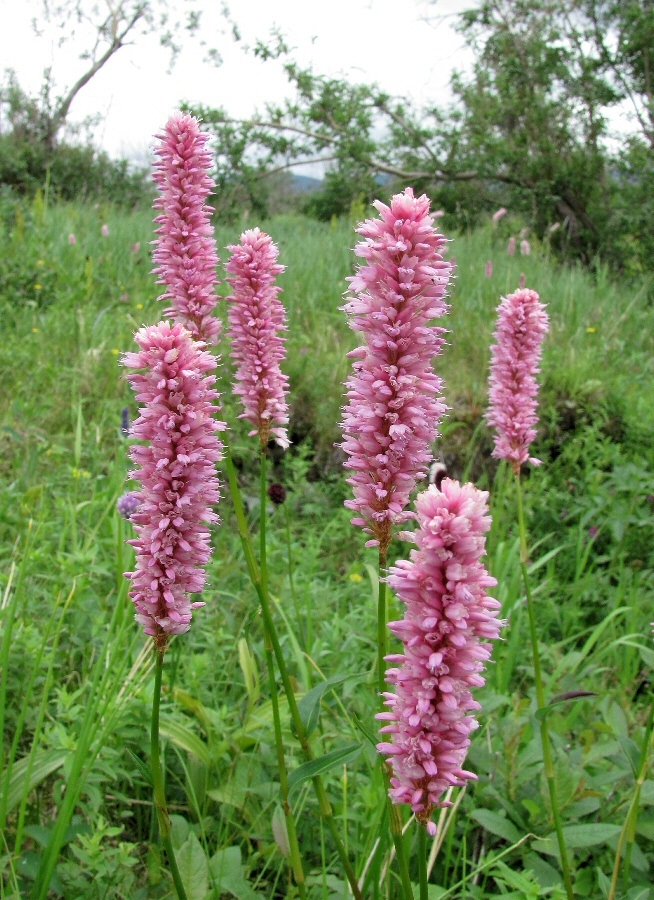 Image of Bistorta officinalis specimen.